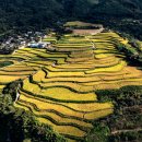 황금물결 이미지