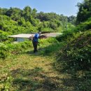 제천황기명태 이미지