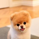 강아지보호구역 이미지