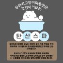 창원고양이미용 무냥무냥 | [창원고양이미용]랙돌[칸초][토리] 미용후 ~[고양이의보은][야간미용][출장미용]