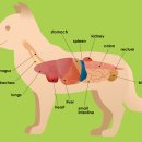 경북동물병원 이미지