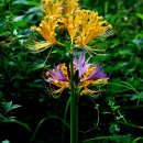 관음사입구 이미지