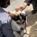 푸르미 양산점 | 대구 유기견 봉사활동, 러피월드 경산쉼터 4월 9, 10일 봉사후기