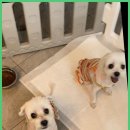 베베호텔 유치원 & 애견스파 이미지