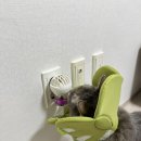 캔들웨이 | 펠리 웨이 클래식 디퓨저 - 고양이 스트레스 완화 페로몬 진정용