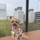 따라 애견학교 | 우리 강아지 mbti는 ?! 애견훈련소 프래들 애견학교 멍mti