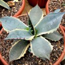 씨-스타 이미지