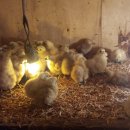 필자농장 이미지