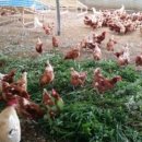 한길양계 이미지