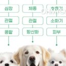 주식회사 멍냥컴퍼니 - 미추홀구 | 주식회사 멍냥컴퍼니