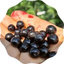 하천섬(솔밭) 이미지