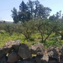 표선면하천리화석박물관 2 이미지