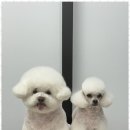 오쿠숑 | 주문진애견미용 오쿠숑 애견미용실 방문 후기