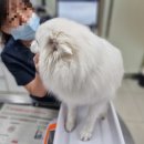 서울대동물종합병원 이미지