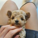 라네쥬 독(Laneige.dog) 네이버블로그
