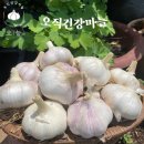 오직건강마늘
