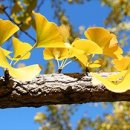 은행나무숲 입구 이미지