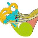 아주맑은이비인후과의원 이미지