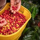 커피에빠지다 이미지