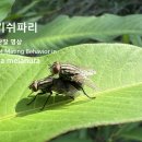 검정볼기쉬파리 이미지