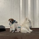 불도저 독 케어 센터 이미지