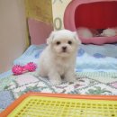 만두콩이