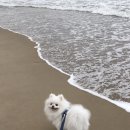 꿈의정원 펜션 | [포항펜션] 반려견과 함께 다녀온 가성비 최고 촌캉스, 포항월포정원펜션 애견동반 가성비 숙소 후기