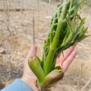 원순농장 이미지