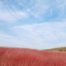 (가을여행 1) 안성 팜랜드//코스모스.핑크뮬리.백일홍 등등 이미지