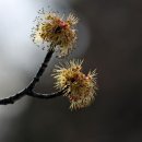 Dream tree 이미지