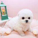 미유펫대구 강아지분양고양이분양(도그플러스동물병원) 이미지