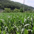 한반도면-5 이미지