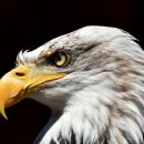 독수리 이미지