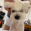 멍멍헤어 이미지