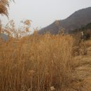 마산목물