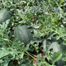 꿀베리하우스 이미지