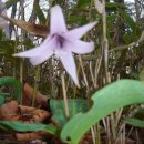 지리산봄날 이미지