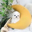 유앤미펫 강아지분양 고양이분양 일산점 이미지