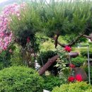 길손과 풀꽃 이미지