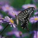 나비야 청산가자 이미지