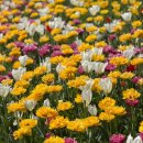 오스템임플란트(주) | [마곡] 서울식물원 무료편: 열린숲과 호수원 (4/18 개화상황) / 노란 튤립·노란수선화 무료로 즐기기