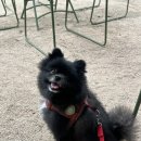 수지애견 이미지