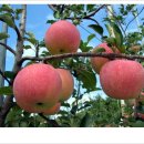 강은이네 이미지