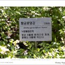 댕강나무(Abelia mosanensis) 이미지