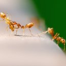 소문난개미 이미지