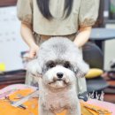 메종VIP203 이미지