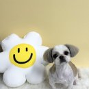 뚱댕 | [#광주서구애견미용실]광주 서구 쌍촌동 #뚱댕강아지미용실 후기