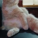 구름위의고양이 이미지