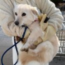 고창군 자원봉사센터 | [부산동물보호센터] 유기견봉사후기 2026.1 ③