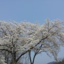 어제 대청댐 벚꽃 사진이유~ 이미지